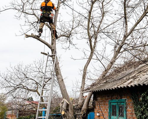 arborist saws high old walnut tree at backyard on overcast spring day